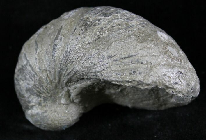 Gryphaea (Devil's Toenail) Fossil Oyster - Jurassic #25971